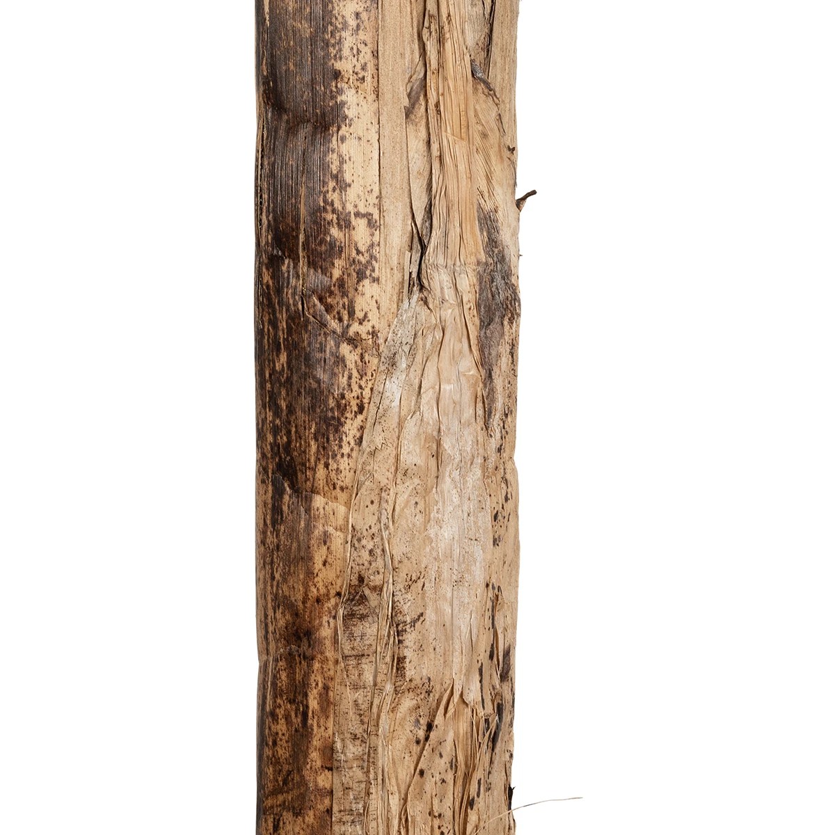 GloboStar® Artificial Garden BANANA TREE 21502 Τεχνητό Διακοσμητικό Δέντρο Μπανανιάς Υ500cm - Image 6