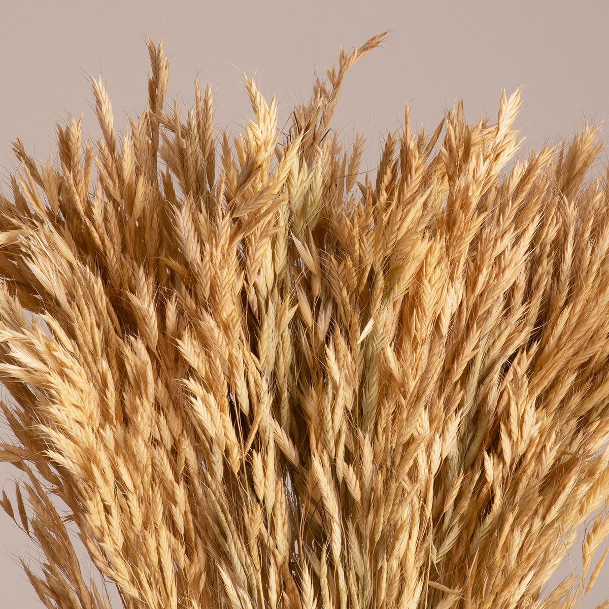 GloboStar® WHEAT 36550 Αποξηραμένο Φυτό Σίτος - Μπουκέτο Διακοσμητικών Κλαδιών Μπεζ Υ60cm - Σετ 100 τμχ - Image 2