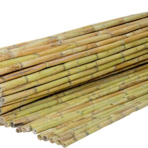 Showood Καλαμωτή με Ολόκληρο Καλάμι 2.5x3m 250300