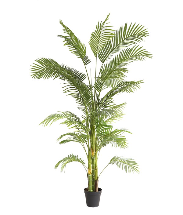 PALM TREE NP5500_240_22 ΥΨΟΣ 240cm NewPlan